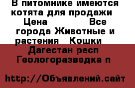 В питомнике имеются котята для продажи › Цена ­ 30 000 - Все города Животные и растения » Кошки   . Дагестан респ.,Геологоразведка п.